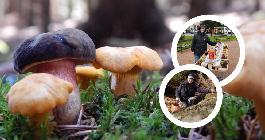 Nejkrásnější houby žďárských vrchů